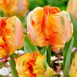 Тюльпан ПОИСК Пэррот кинг 10 шт