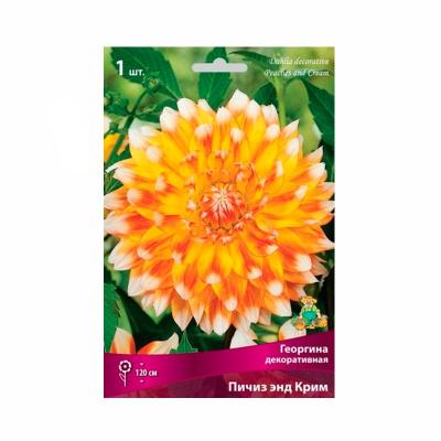 Георгина ПОИСК Пичиз энд крим 112 г