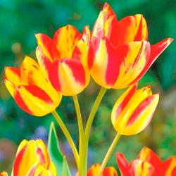 Тюльпан ПОИСК Флоретте 10 шт