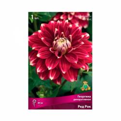 Георгина ПОИСК Ред рок 100 г