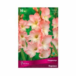 Гладиолус ПОИСК Кэрлесс 10 шт