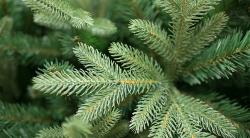 Ель искусственная GREEN TREES Валерио 1,8 м