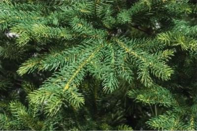 Ель искусственная ЦАРЬ-ЕЛКА Диамант 2,1 м
