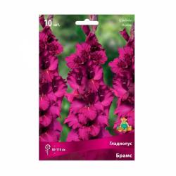 Гладиолус ПОИСК Брамс 10 шт