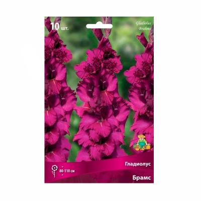 Гладиолус ПОИСК Брамс 10 шт