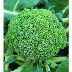 Капуста брокколи ПОИСК Фортуна 0,5 г