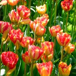 Тюльпан ПОИСК Сандаунер 10 шт