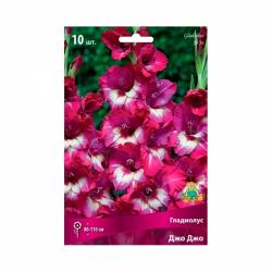 Гладиолус ПОИСК Джо джо 10 шт