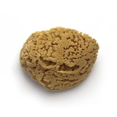 Губка натуральная морская 16 см