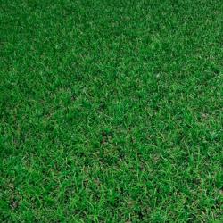 Газон ЗЕЛЕНЫЙ УГОЛОК Теневой 0,5 кг