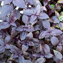 Базилик ПОИСК Арарат 0,25 г