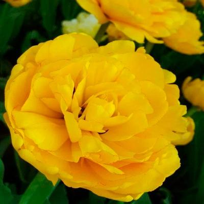 Тюльпан ПОИСК Сан лавер 10 шт