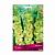 Гладиолус ПОИСК Киев 5 шт