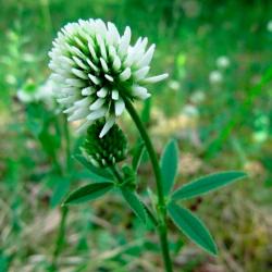 Клевер белый ЗЕЛЕНЫЙ УГОЛОК 0,5 кг