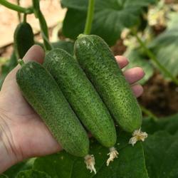 Огурец ПОИСК Атос F1 10 г