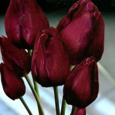 Тюльпан ПОИСК Уоллфлауэр 10 шт