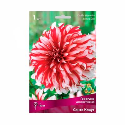 Георгина ПОИСК Санта клаус 0,3 г