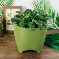 Горшок пластиковый ЛИВИНГРИН Де коста Папоротник 2,25 л