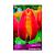 Тюльпан ПОИСК Апелдорнз элит 10 шт