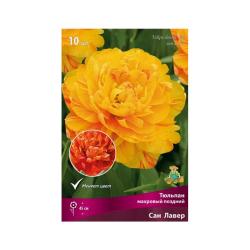 Тюльпан ПОИСК Сан лавер 10 шт