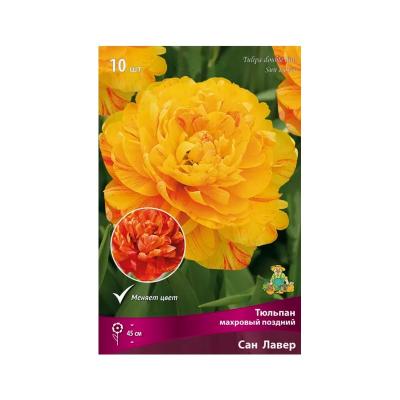 Тюльпан ПОИСК Сан лавер 10 шт