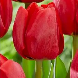 Тюльпан ПОИСК Рулет 10 шт