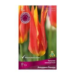 Тюльпан ПОИСК Алладинз рекорд 10 шт