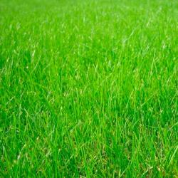 Газон ЗЕЛЕНЫЙ УГОЛОК Детский игровой 1 кг