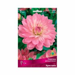 Георгина ПОИСК Кристина 20 г