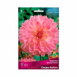 Георгина ПОИСК Сакура фубуки 0,3 г