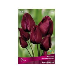 Тюльпан ПОИСК Уоллфлауэр 10 шт