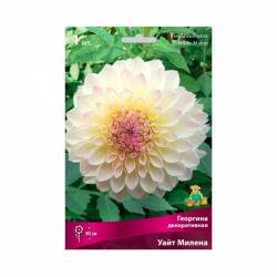 Георгина ПОИСК Уайт милена 1 г
