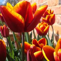 Тюльпан ПОИСК Абу хасан 10 шт