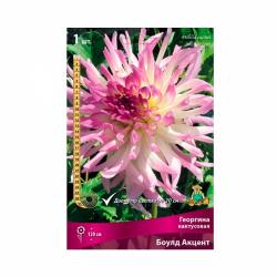 Георгина ПОИСК Боулд акцент 0,13 г