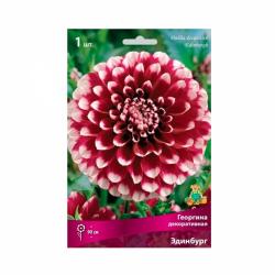 Георгина ПОИСК Эдинбург 0,11 г