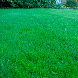 Газон ЗЕЛЕНЫЙ УГОЛОК Спортивный 0,5 кг