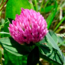 Клевер красный ЗЕЛЕНЫЙ УГОЛОК 0,5 кг