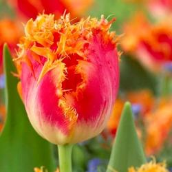 Тюльпан ПОИСК Брисбен 10 шт