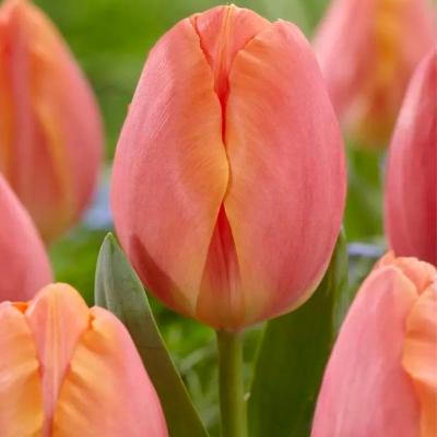 Тюльпан ПОИСК Эприкот импрешн 10 шт