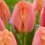 Тюльпан ПОИСК Эприкот импрешн 10 шт