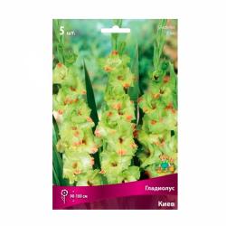 Гладиолус ПОИСК Киев 5 шт