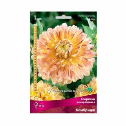 Георгина ПОИСК Кембридж 90 г