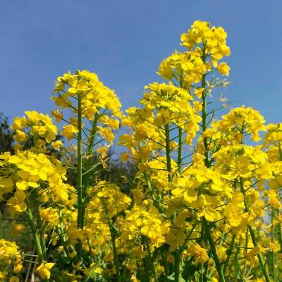 Горчица ЗЕЛЕНЫЙ УГОЛОК 0,5 кг