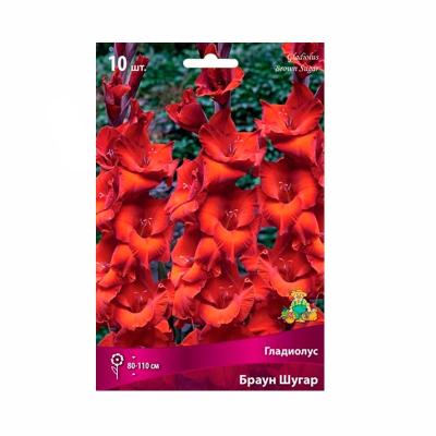 Гладиолус ПОИСК Браун шугар 10 шт