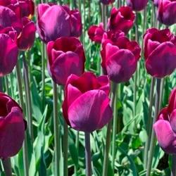 Тюльпан ПОИСК Пепл леди 10 шт