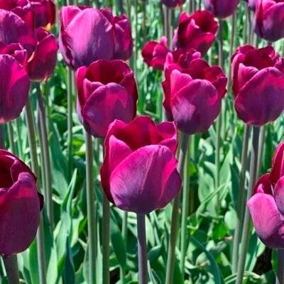 Тюльпан ПОИСК Пепл леди 10 шт