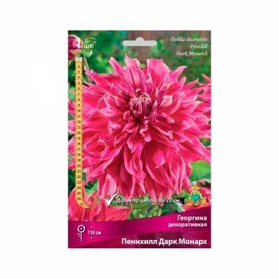 Георгина ПОИСК Пеннхилл дарк монарх 30 г