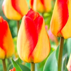 Тюльпан ПОИСК Американ дрим 10 шт