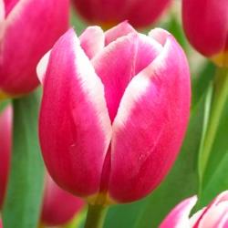 Тюльпан ПОИСК Дебютант 10 шт