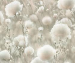Обои ПАЛИТРА Cottonia 72543-72 PL